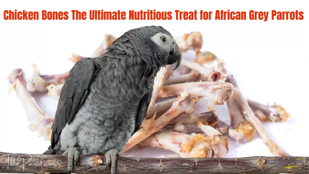 Chicken Bones: The Ultimate Nutritious Treat for African Grey Parrots