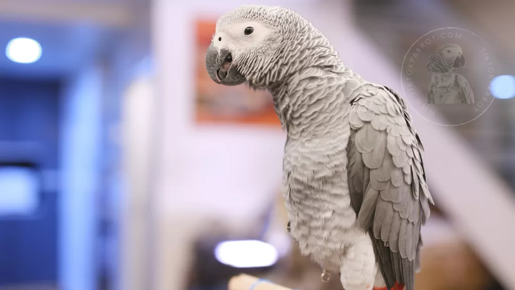 Uncover the Fascinating World of Parrot Tongue Anatomy and Function