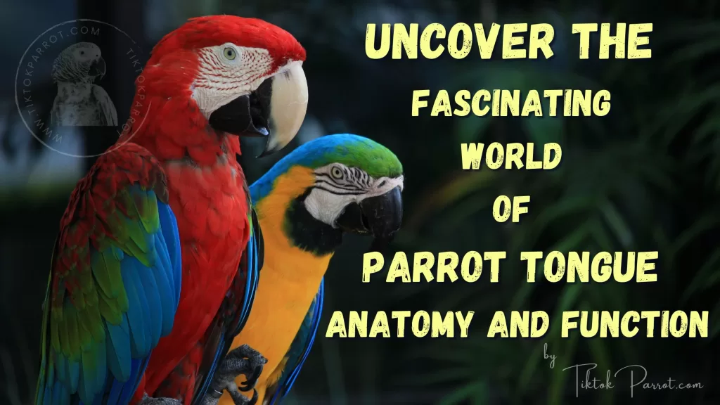 Uncover the Fascinating World of Parrot Tongue Anatomy and Function by TiktokParrot.com African Grey Parrot Website