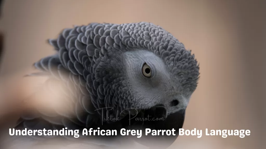 Understanding African Grey Parrot Body Language