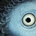 Unlock the Secrets of Choosing the Perfect African Grey Parrot