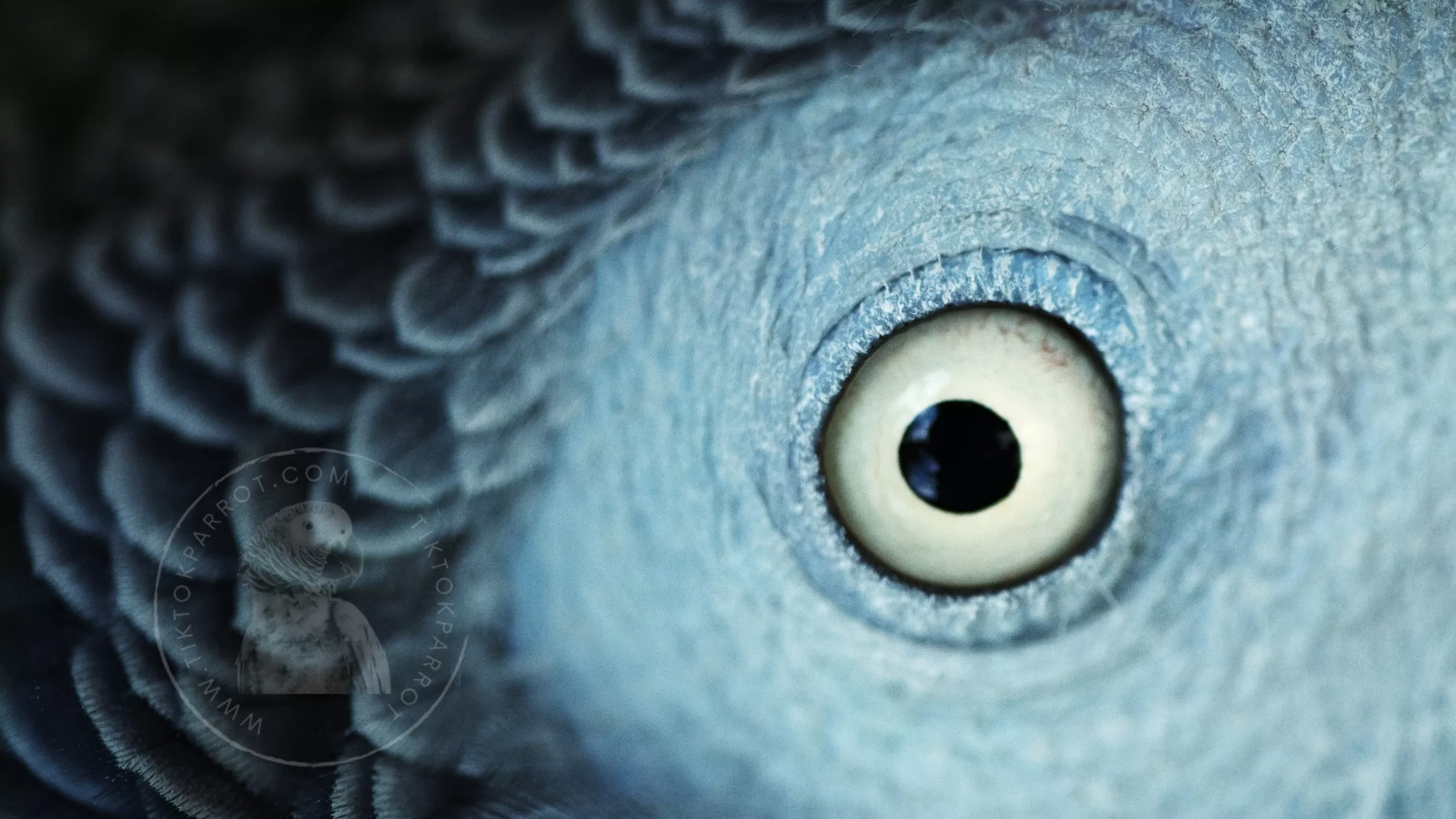 Unlock the Secrets of Choosing the Perfect African Grey Parrot