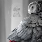 What diseases can African Grey parrots get