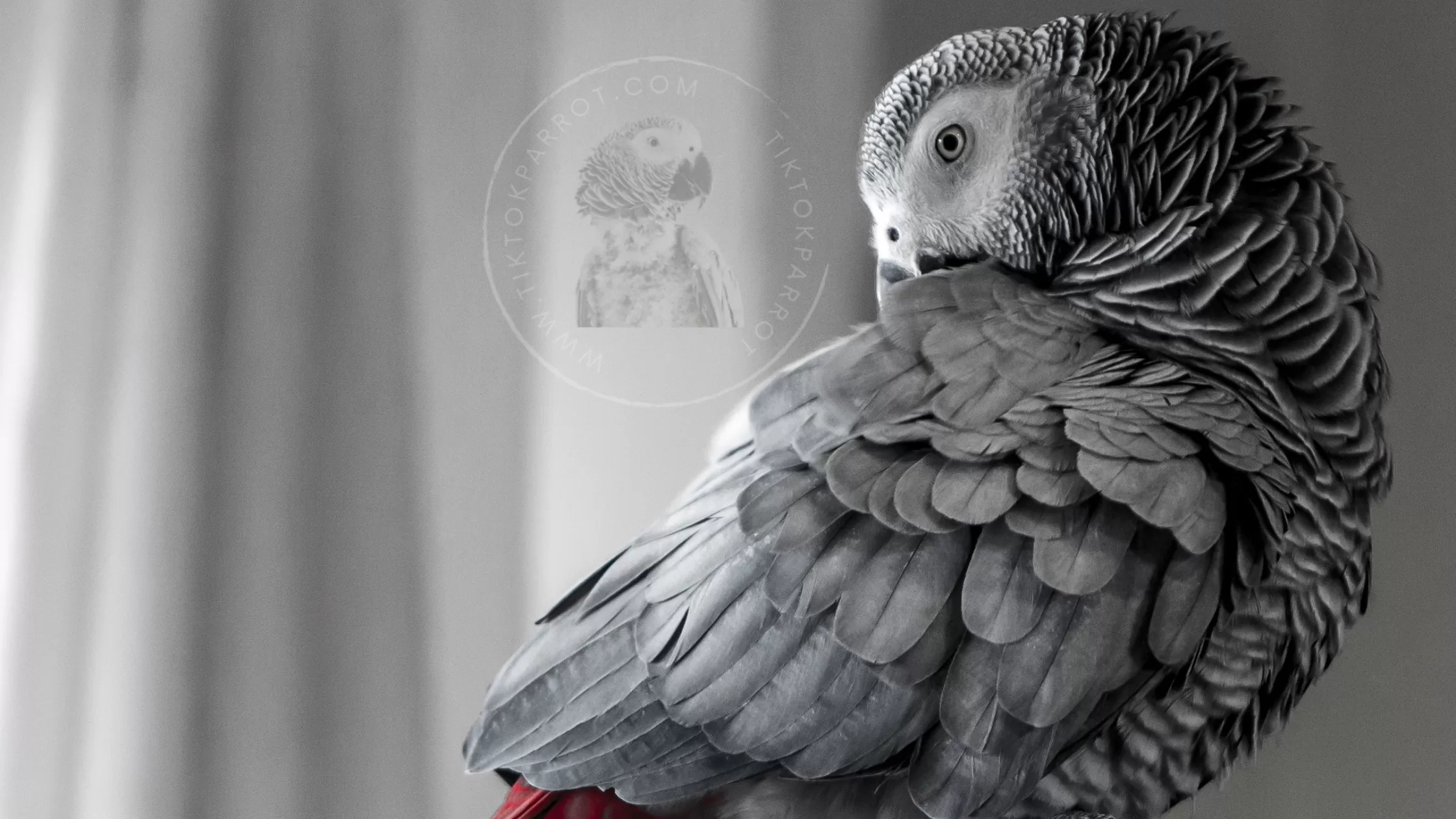 What diseases can African Grey parrots get