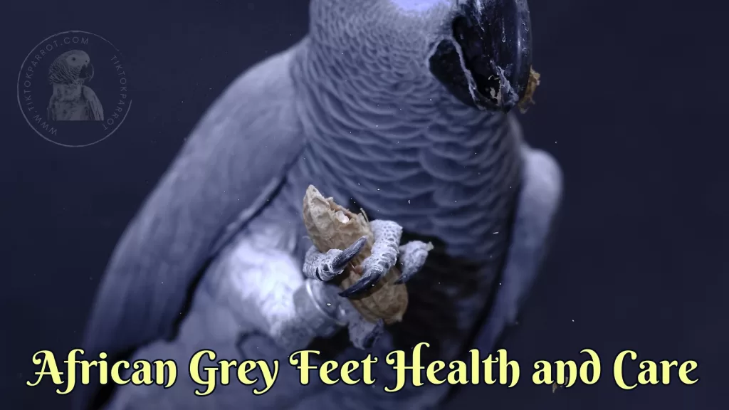 African Grey Feet Health and Care