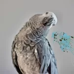 African Grey Parrot Poop
