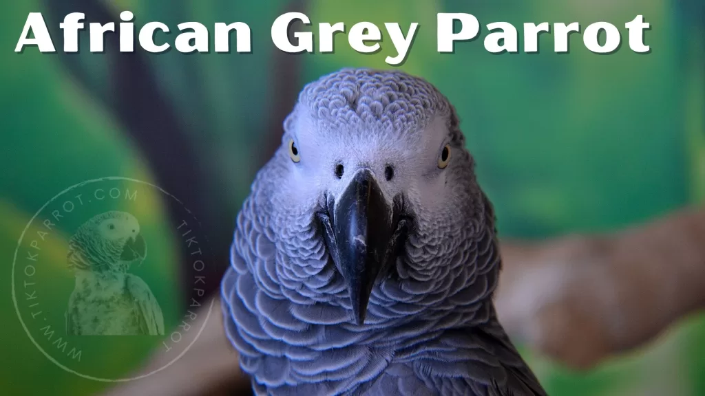African Grey Parrot The Power of Love and Friendship
