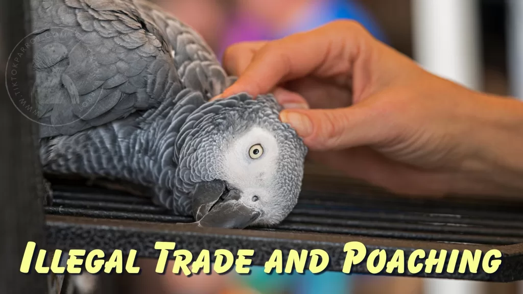 African greys Illegal Trade and Poaching