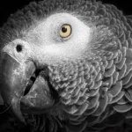 African Grey Parrots in the Wild & Threats in Their Native Habitat
