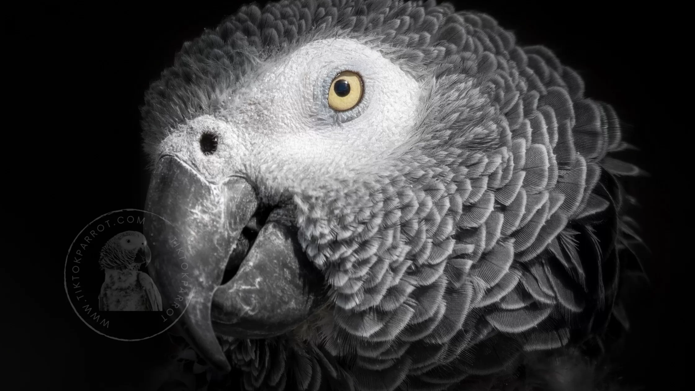 African Grey Parrots in the Wild & Threats in Their Native Habitat