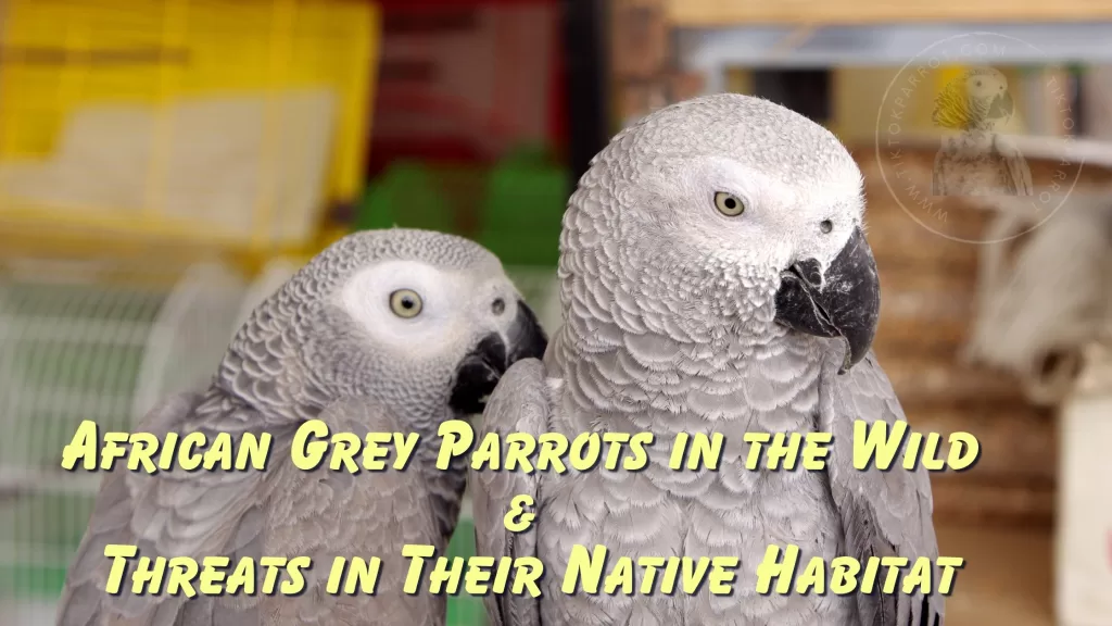 African Grey Parrots in the Wild & Threats in Their Native Habitat