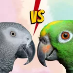 African Grey vs Amazon - A Comparison of Two Popular Pet Birds