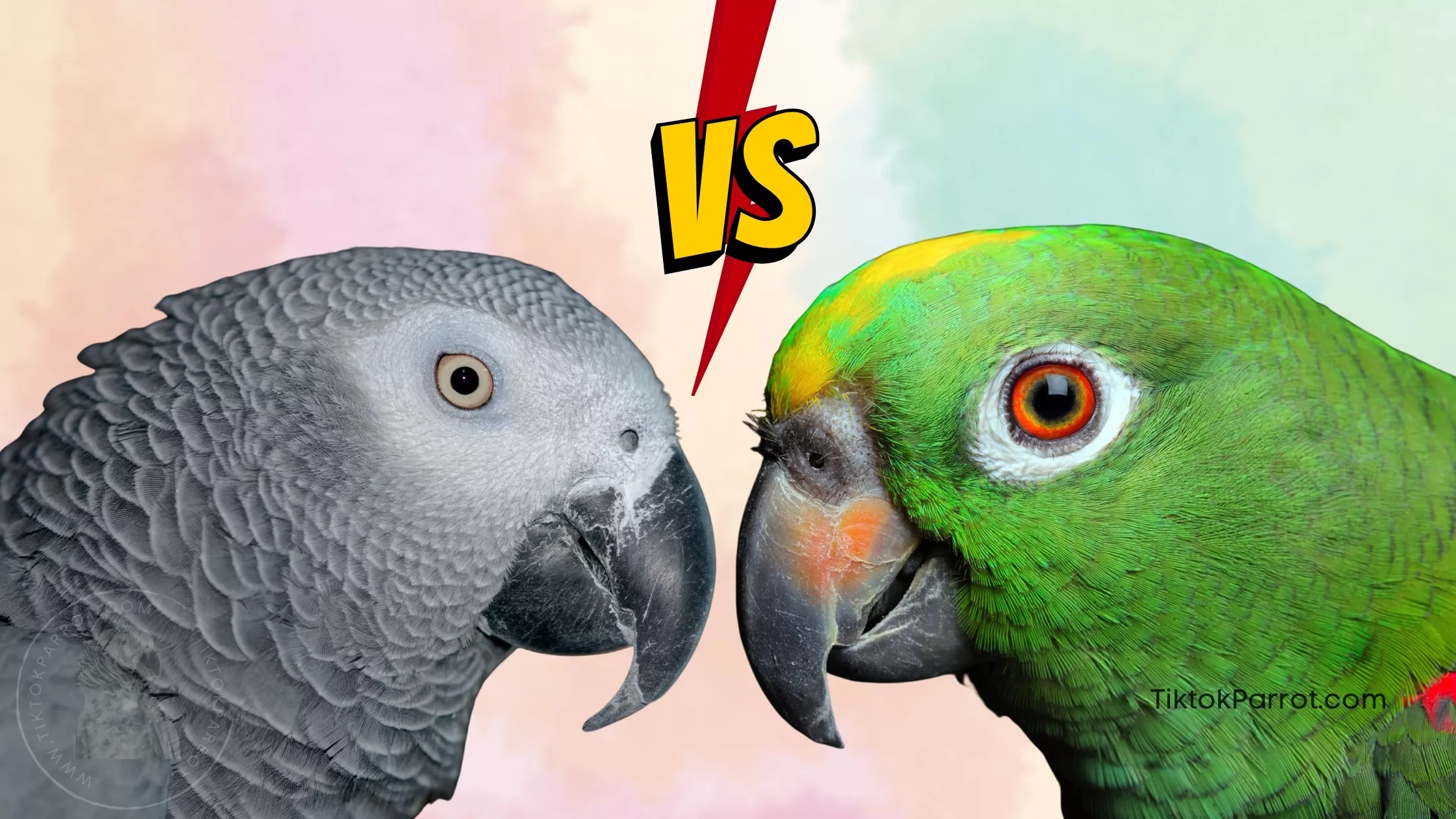 African Grey vs Amazon - A Comparison of Two Popular Pet Birds