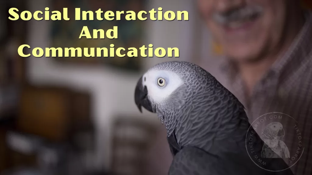 Social Interaction and Communication with parrot