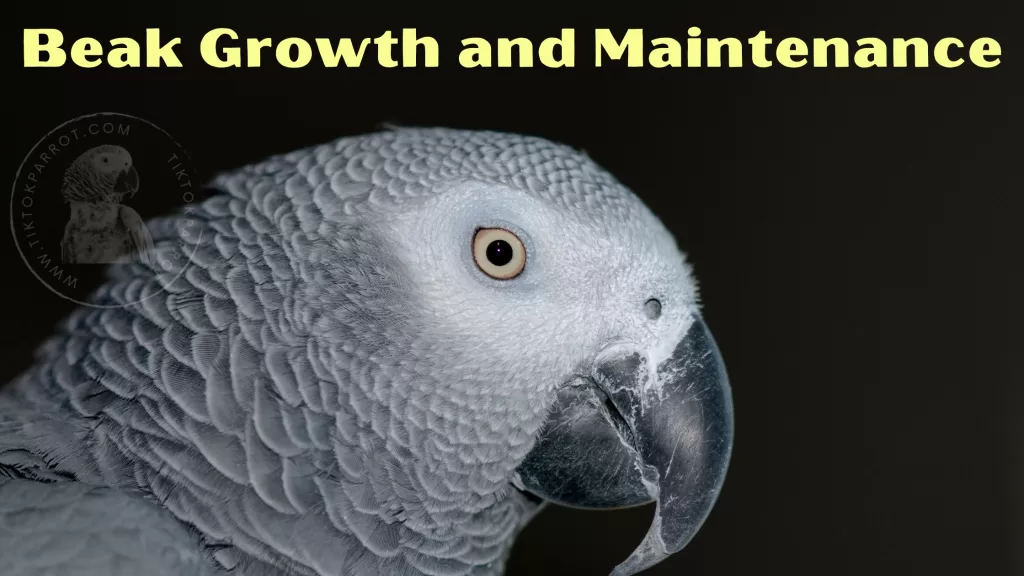 Beak Growth and Maintenance