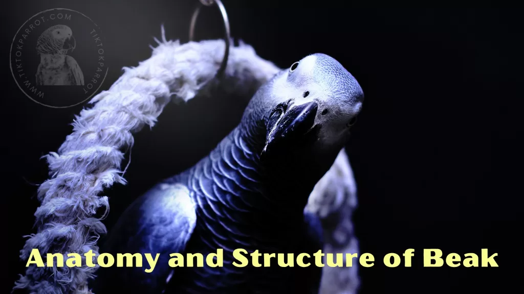 Anatomy and Structure of African grey parrot
