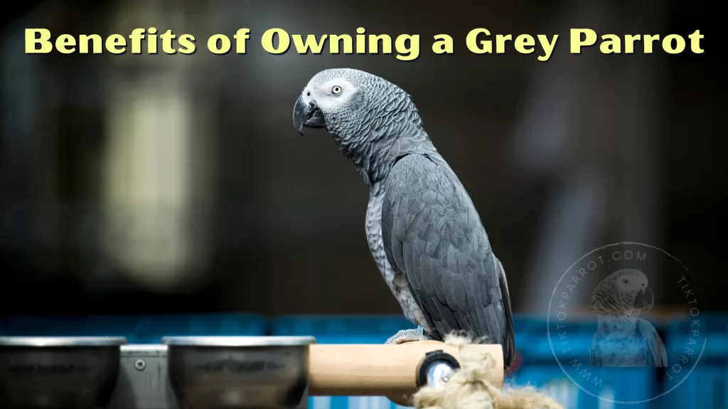 Benefits of Owning a Grey Parrot as an ESA