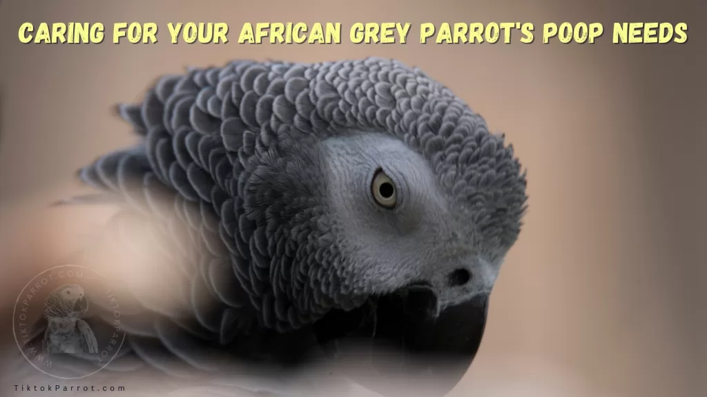 Caring for Your African Grey Parrot's Poop Needs