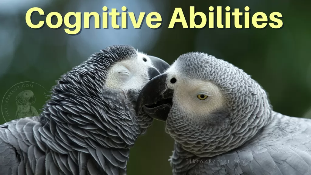 The Remarkable Problem Solving Abilities of African Grey Parrots