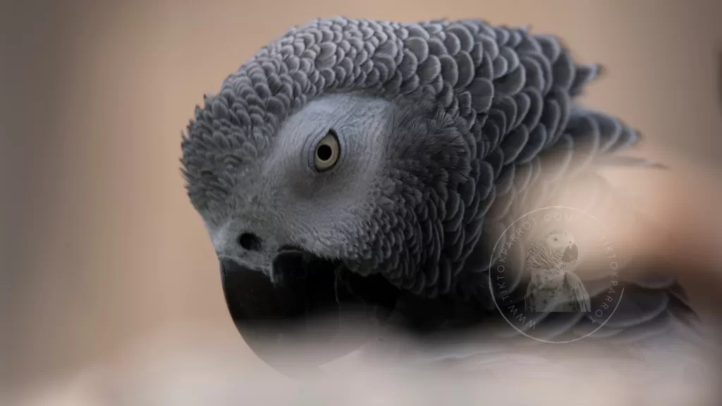 Decoding the Vocalizations and Body Language of African Grey Parrots