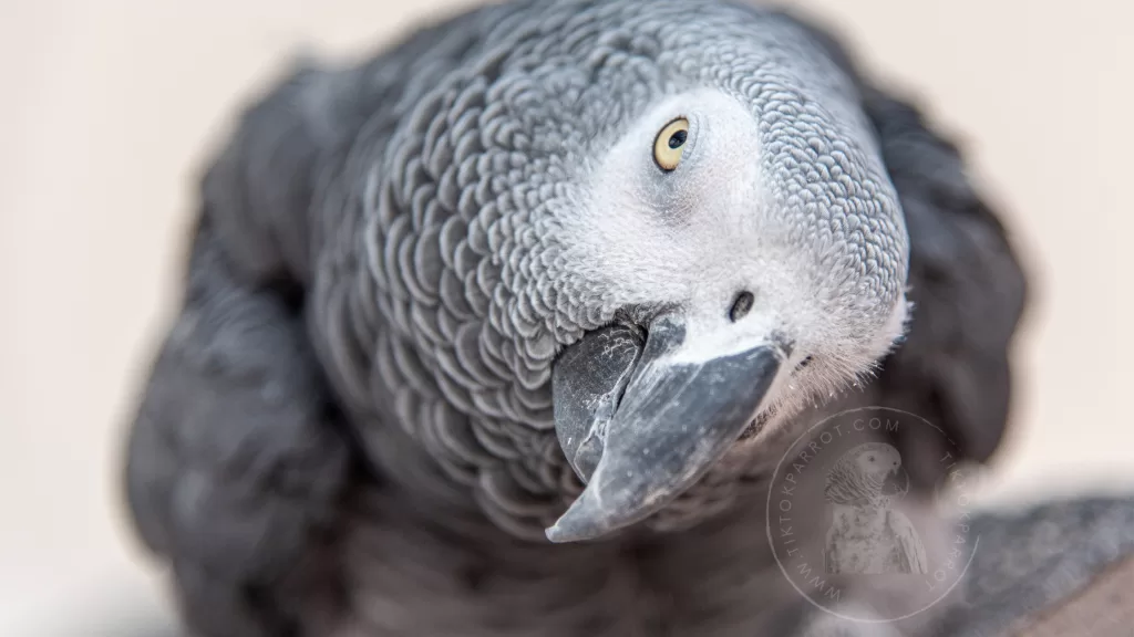 Exploring the Unique Features of African Grey Parrot Beak
