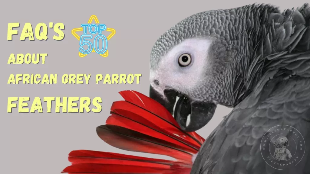 FAQs about African Grey Parrot Feathers