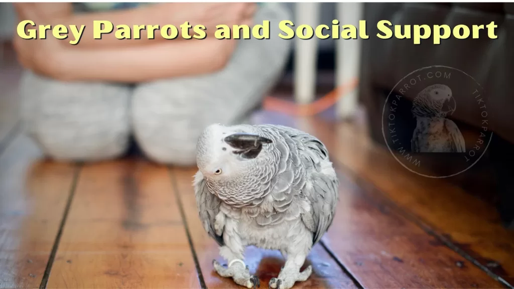 African Grey Parrots and Social Support