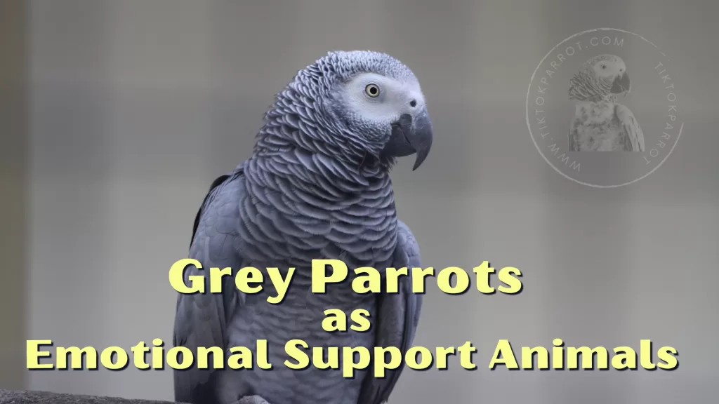 Grey Parrots as Emotional Support Animals: How They Helped Me Through My Darkest Times
