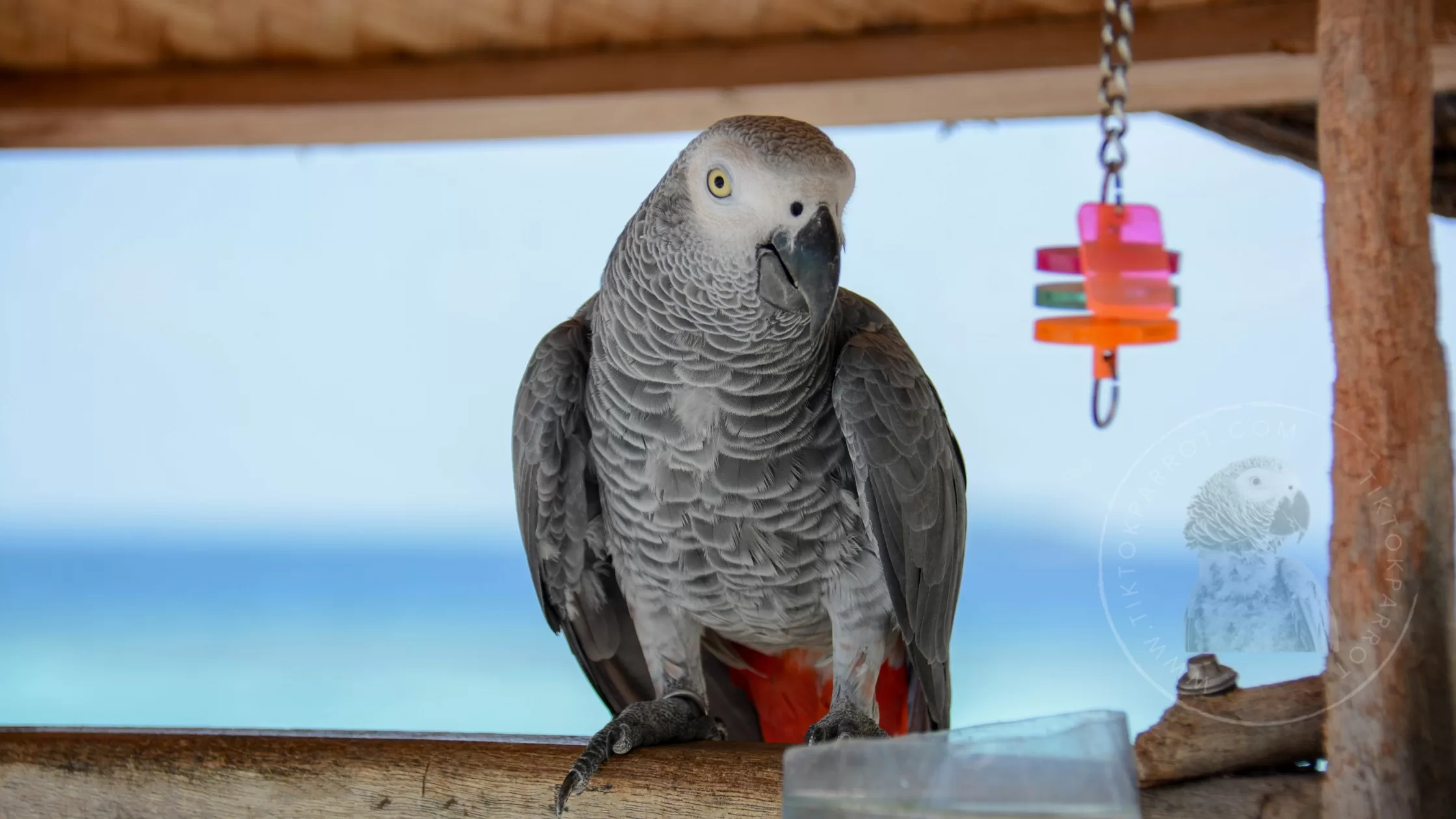 Grey Parrots as Emotional Support Animals