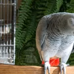 How to Tell if Your Grey Parrot is Getting the Right Nutrition