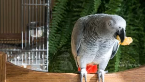 How to Tell if Your Grey Parrot is Getting the Right Nutrition
