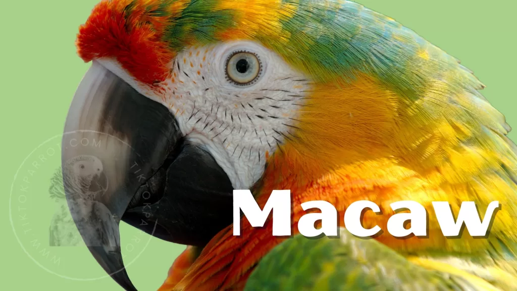 Macaw Parrot The Power of Love and Friendship