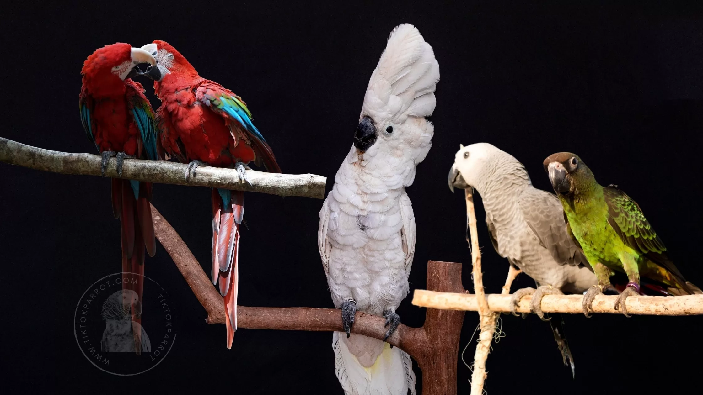 Perch Perfect Creating a Stimulating Environment for Your Parrot