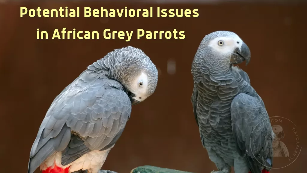 Potential Behavioral Issues in African Grey Parrots