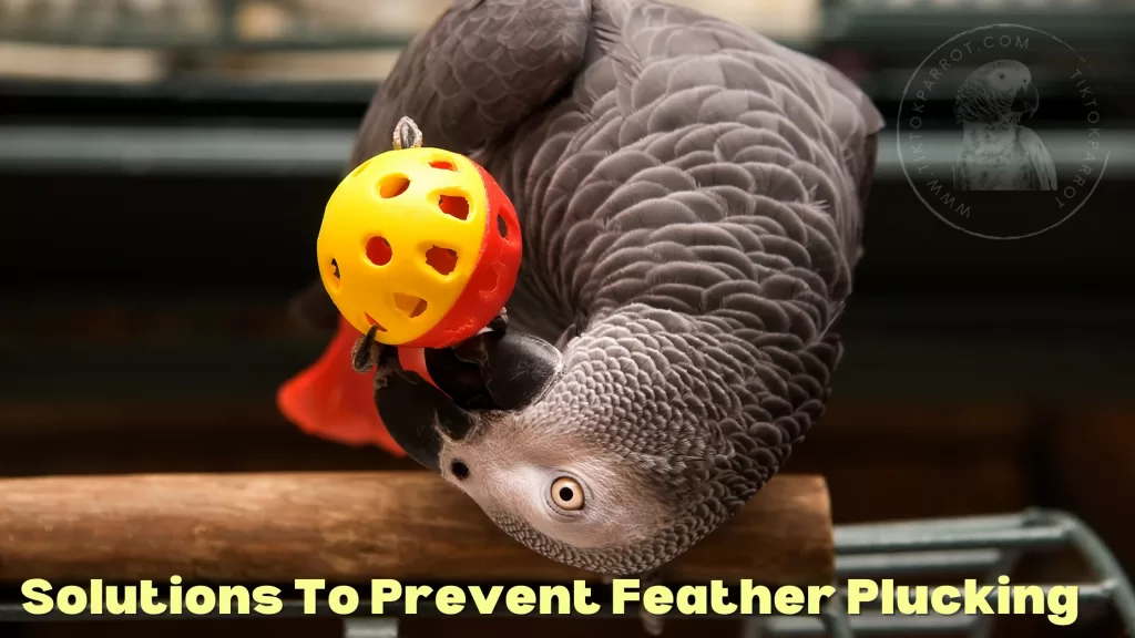 Solutions to Prevent Feather Plucking