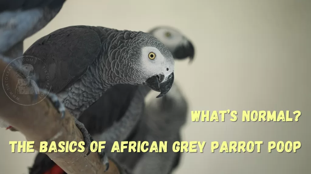 The Basics of African Grey Parrot Poop