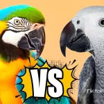 The Battle of the Birds African Grey Parrot vs Macaw