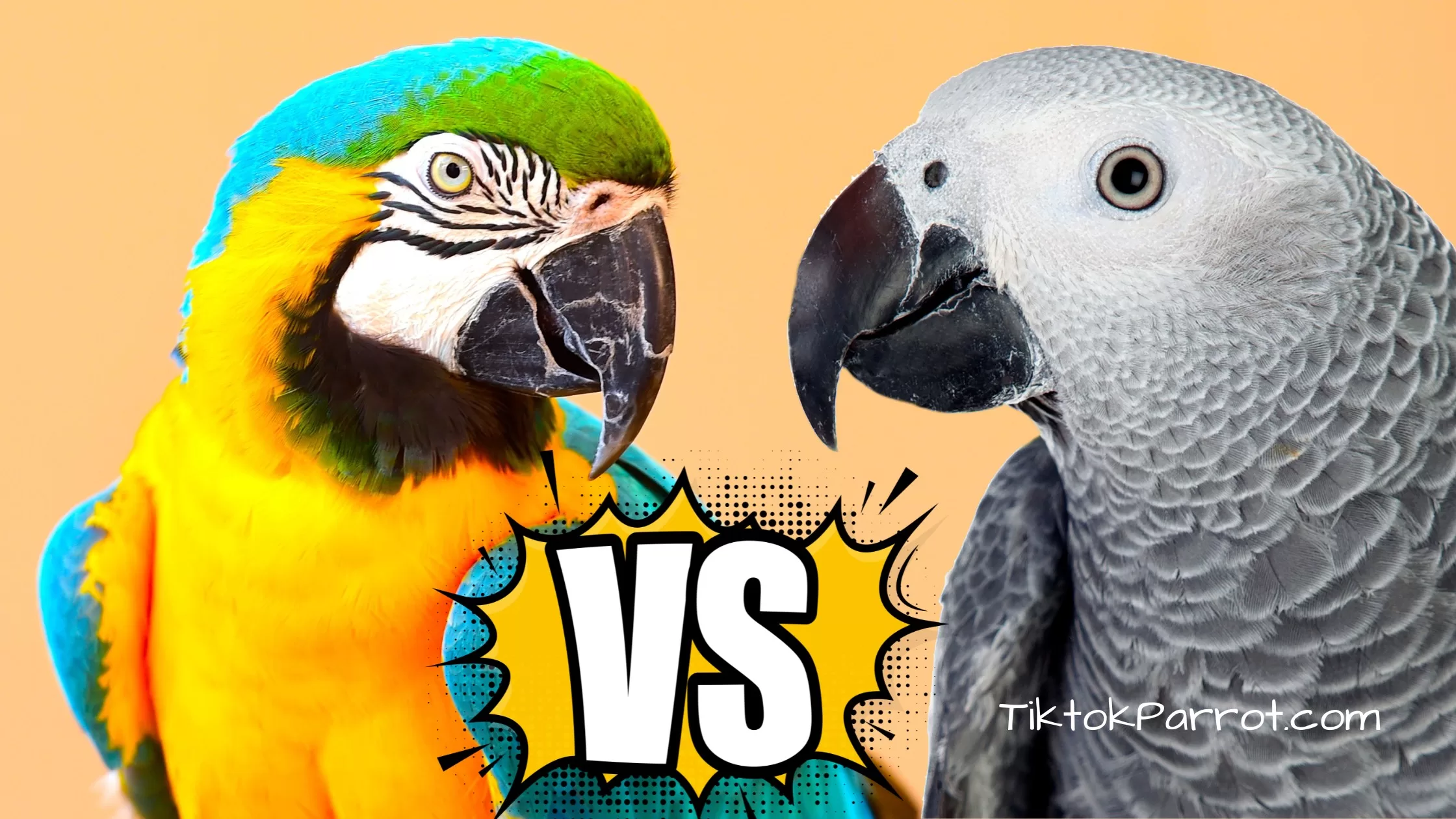 The Battle of the Birds African Grey Parrot vs Macaw