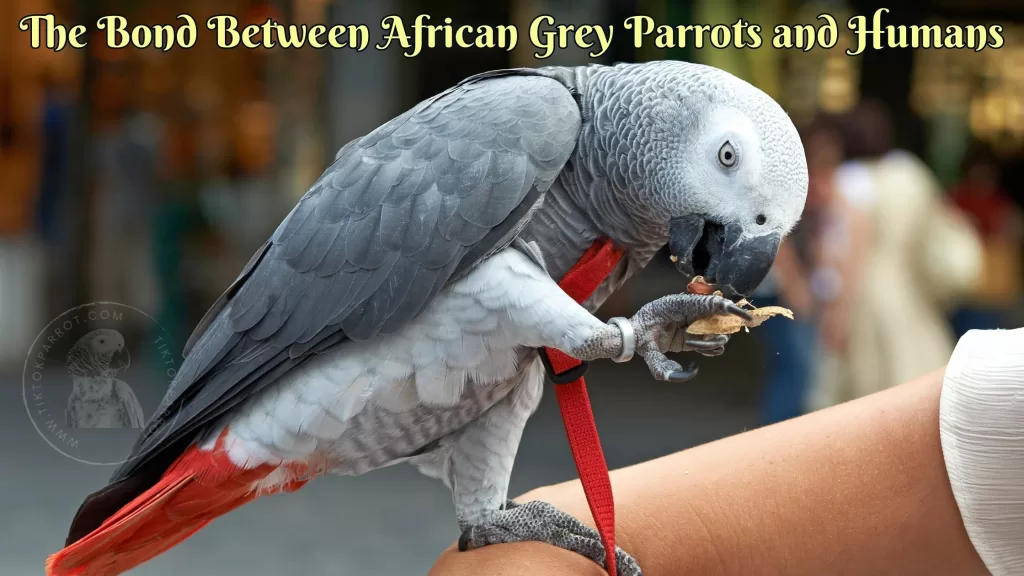 The Bond Between African Grey Parrots and Humans