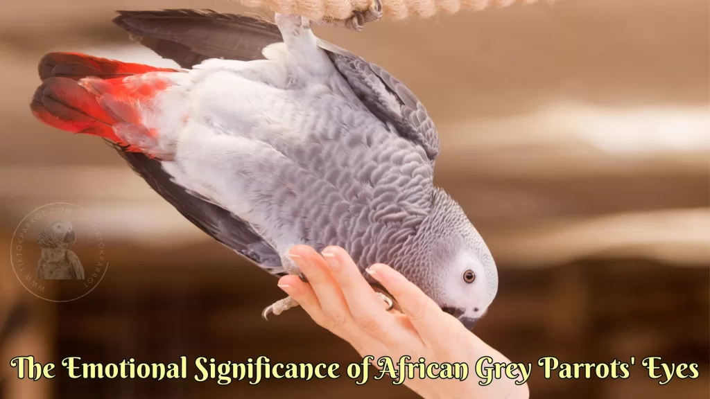 The Emotional Significance of African Grey Parrots' Eyes