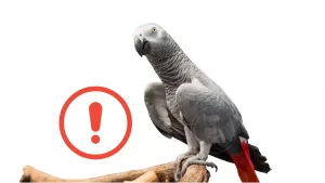 The Hidden Dangers of Owning an African Grey Parrot