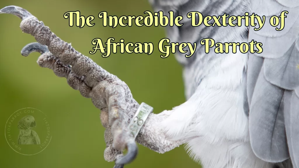 The Incredible Dexterity of African Grey Parrots