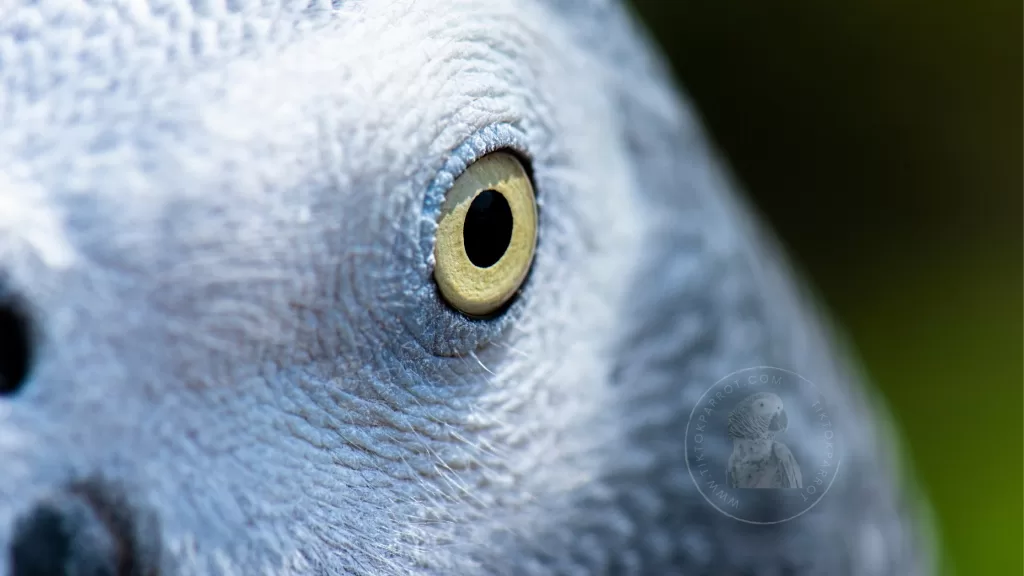 The Mesmerizing Eyes of African Grey Parrot & What They Can Tell