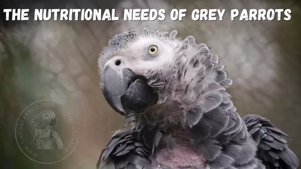 The Nutritional Needs of Grey Parrots