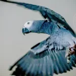 The Remarkable Problem Solving Abilities of African Grey Parrots