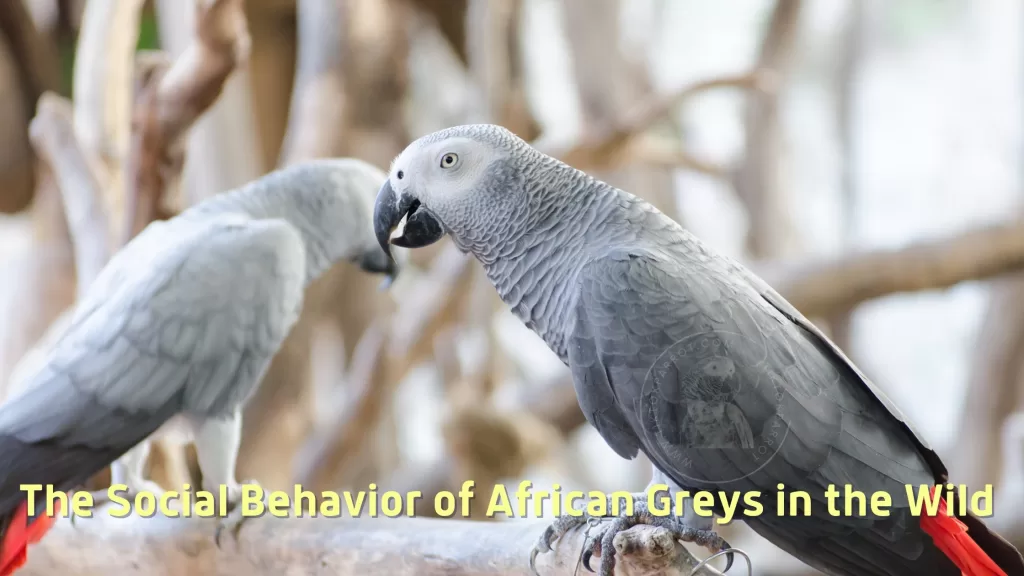 The Social Behavior of African Greys in the Wild