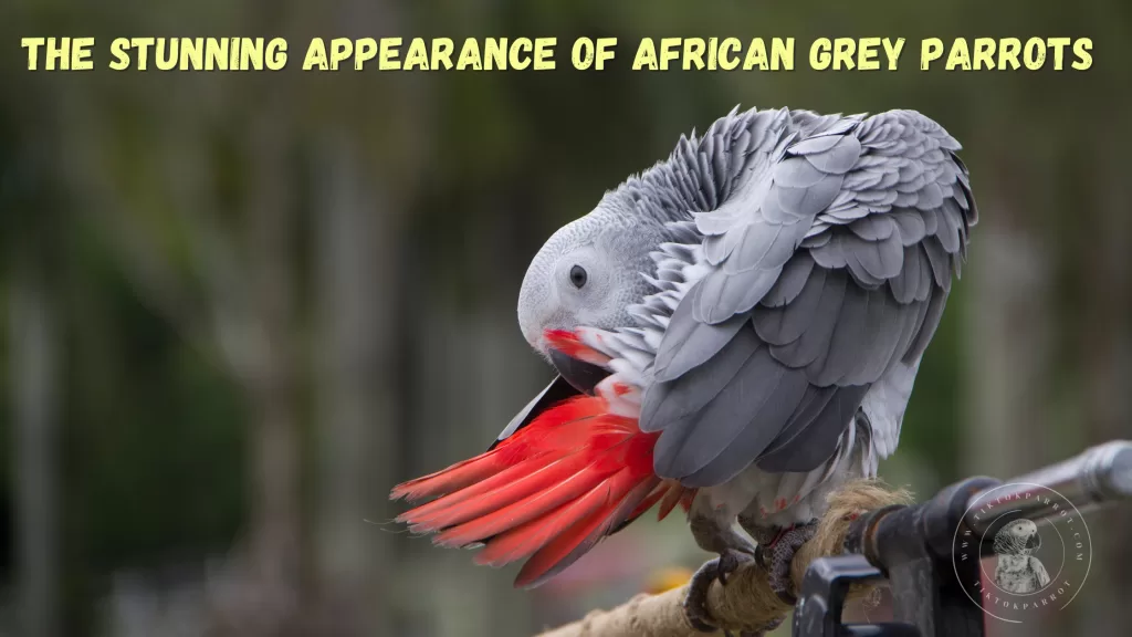 The Stunning Appearance Of African Grey Parrots