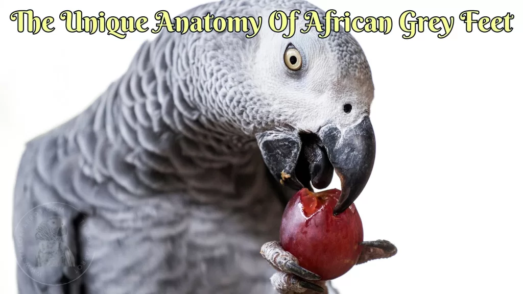 The Unique Anatomy of African Grey Feet