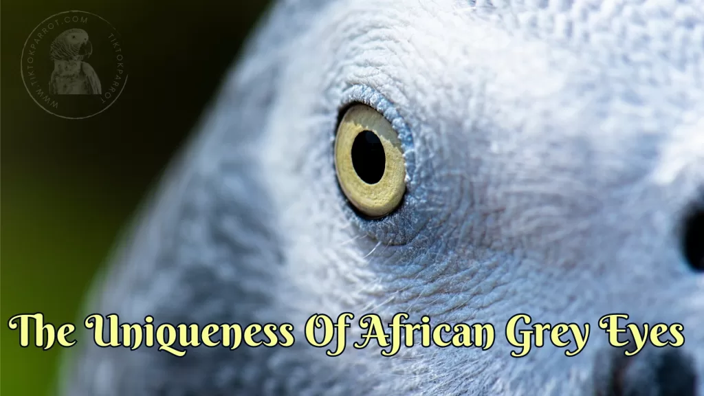 The uniqueness of African Grey eyes