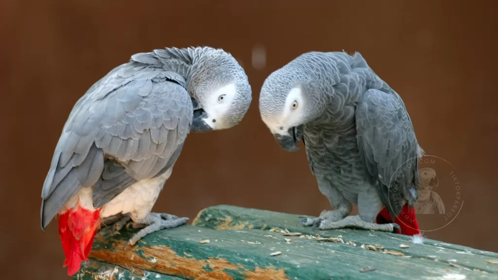 The social behavior of African grey parrots in the wild and in captivity